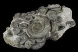 Fossil Ammonite (Dactylioceras) Cluster - Sandsend, England #176299-4